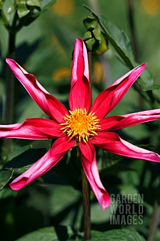 DAHLIA_RED_ORCHID_STAR