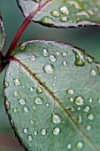 DROPS OF WATER ON ROSE LEAVES