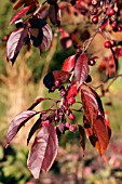 MALUS CORONARIA - CRAB APPLE