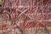 MISCANTHUS SINENSIS