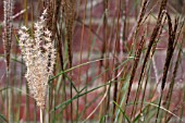 MISCANTHUS SINENSIS