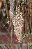 MISCANTHUS SINENSIS