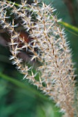 MISCANTHUS SINENSIS