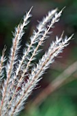 MISCANTHUS SINENSIS