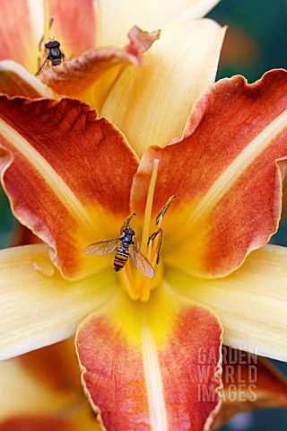 HEMEROCALLIS_FRANS_HALS_WITH_HOVER_FLIES