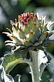 CYNARA CARDUNCULUS -  ARTICHOKE