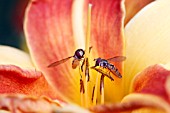 HEMEROCALLIS FRANS HALS WITH HOVER FLIES