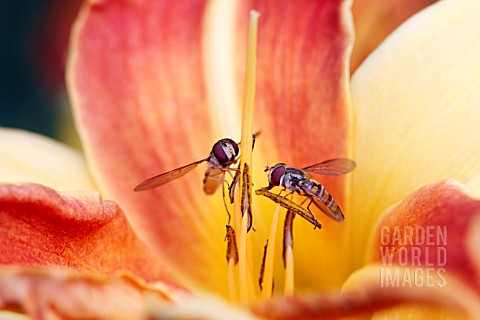 HEMEROCALLIS_FRANS_HALS_WITH_HOVER_FLIES