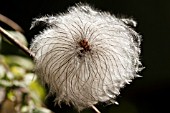 CLEMATIS MACROPETALA SEEDHEAD