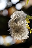 CLEMATIS MACROPETALA SEEDHEAD