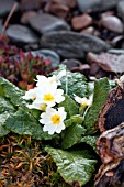 PRIMULA VULGARIS IN ROCK GARDEN