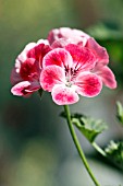 PELARGONIUM PATONS UNIQUE