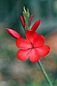 SCHIZOSTYLIS COCCINEA MAJOR KAFFIR LILY