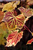 AUTUMN VINE LEAVES