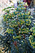 EUPHORBIA MARTINII