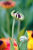 HELENIUM SAHINS EARLY FLOWERER BUD