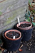 GROWING TULIPA SPRENGERI IN DOUBLE POTS