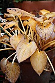 HOSTA - YELLOW AND BROWN AUTUMN LEAVES