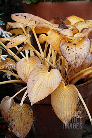 HOSTA__YELLOW_AND_BROWN_AUTUMN_LEAVES