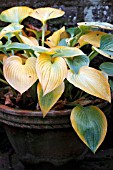 HOSTA - AUTUMN LEAVES