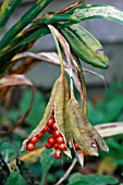 IRIS FOETIDISSIMA, SEED PODS