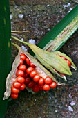 IRIS FOETIDISSIMA, SEED PODS