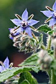 BORAGO OFFICINALIS