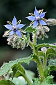 BORAGO OFFICINALIS