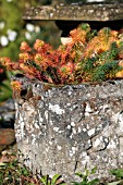 EUPHORBIA CYPARISSIAS FENS RUBY