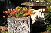 EUPHORBIA CYPARISSIAS FENS RUBY