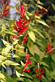 SALVIA ELEGANS SCARLET PINEAPPLE