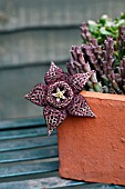 STAPELIA VARIEGATA