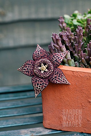 STAPELIA_VARIEGATA