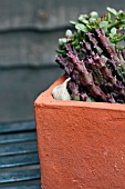 STAPELIA VARIEGATA