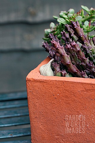 STAPELIA_VARIEGATA