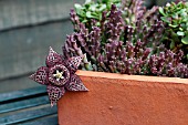 STAPELIA VARIEGATA