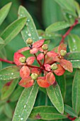 EUPHORBIA GRIFFITHII FIREGLOW SPURGE