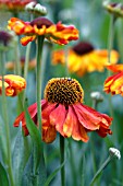 HELENIUM SAHINS EARLY FLOWERER