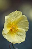 HELIANTHEMUM NUMMULARIUM