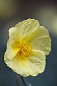 HELIANTHEMUM NUMMULARIUM