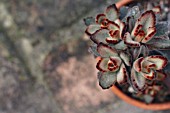 KALANCHOE TOMENTOSA