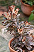 KALANCHOE TOMENTOSA