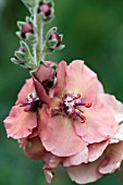 VERBASCUM HELEN JOHNSON