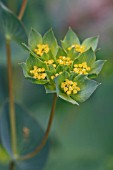 BUPLEURUM ROTUNDIFOLIUM GRIFFITHII