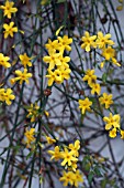 JASMINUM NUDIFLORUM