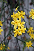 JASMINUM NUDIFLORUM