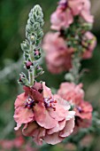 VERBASCUM HELEN JOHNSON