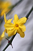 JASMINUM NUDIFLORUM