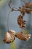 CURLED UP JAPANESE MAPLE LEAVES