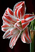 AMARYLLIS DANCING QUEEN